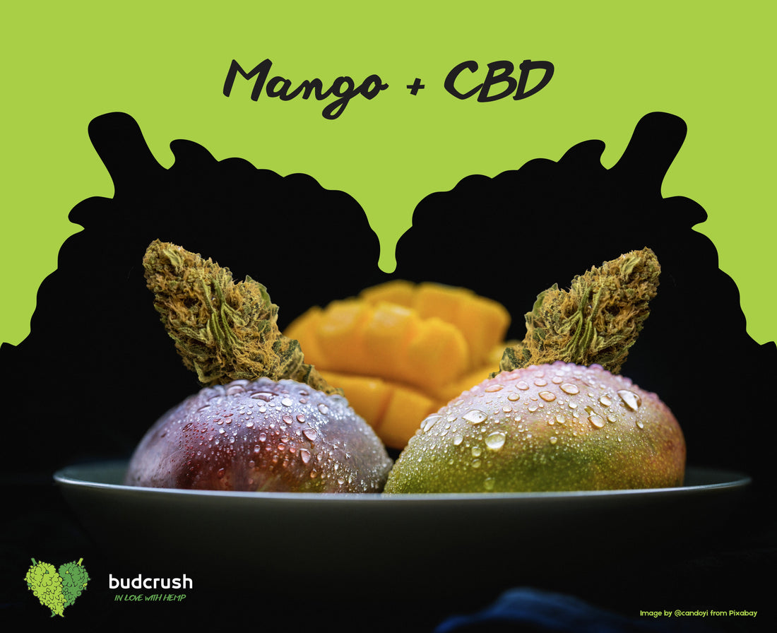 Manga, um potencializador natural perfeito para o CBD.